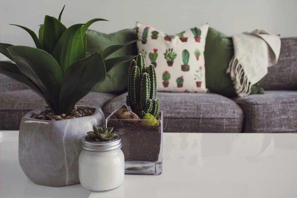 home decor with pot, plants and a grey couch with scatter cushions